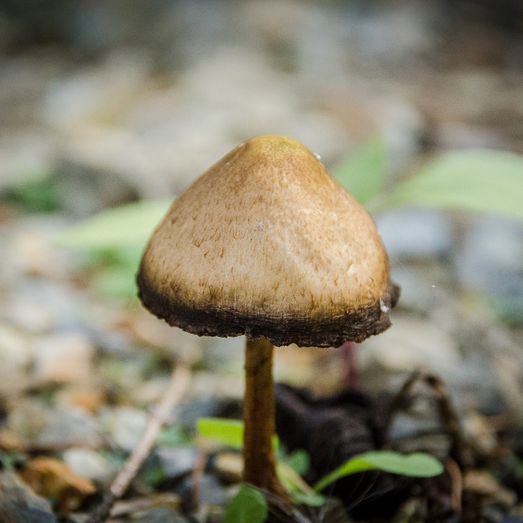 Korean Mushroom